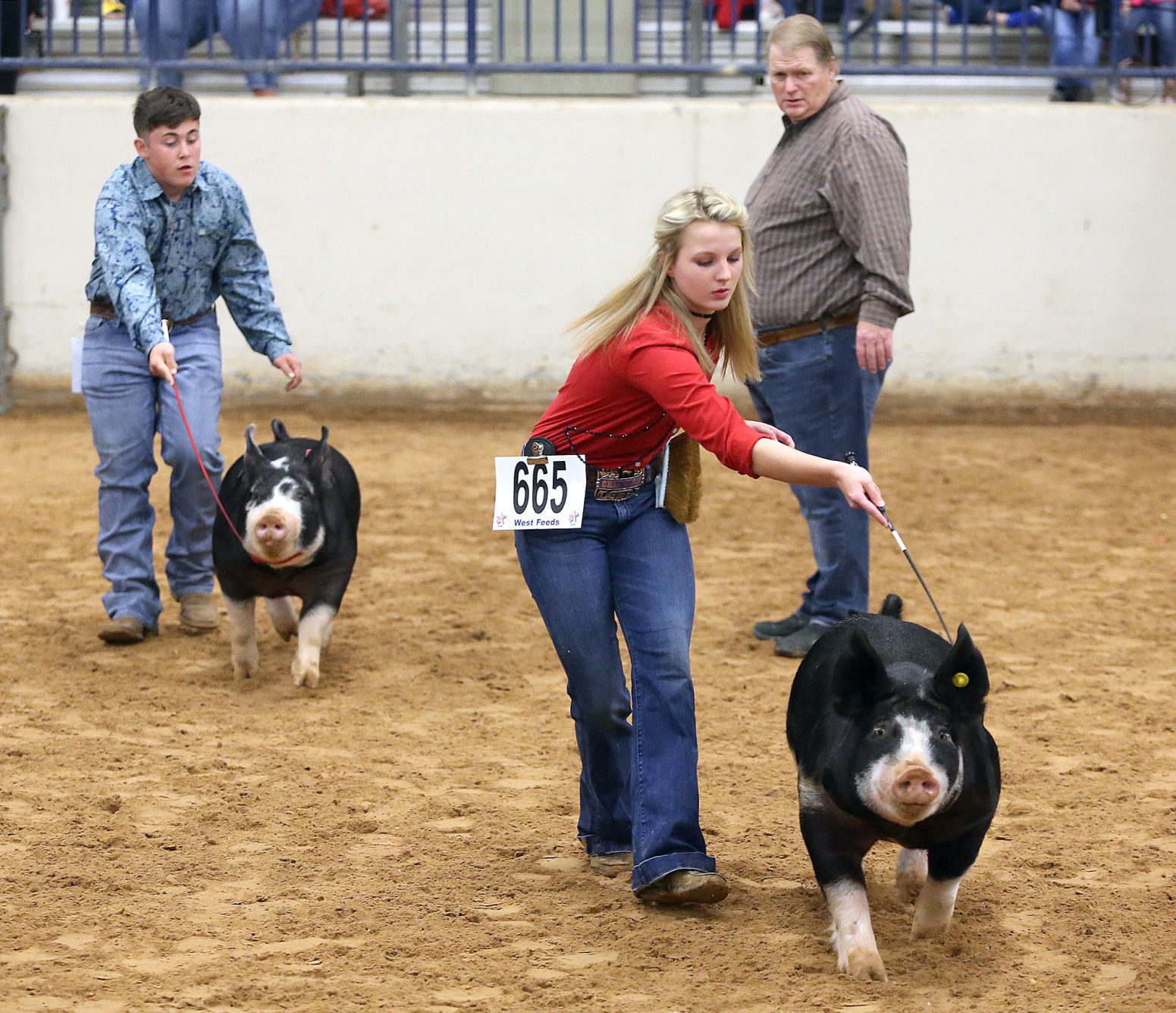 livestock show